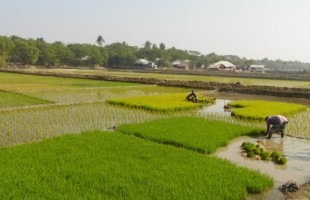 Excessive soil salinity forced farmers back to agriculture in coastal areas