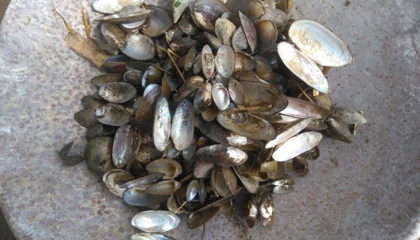 Oysters are beneficial for water and environment