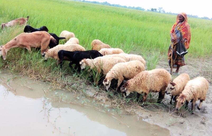 livestock-rearing-makes-many-households-economically-solvent-barcik