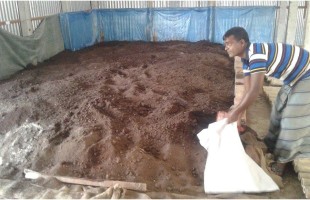 Vermin compost enhances the nutritional fertility and production of crops