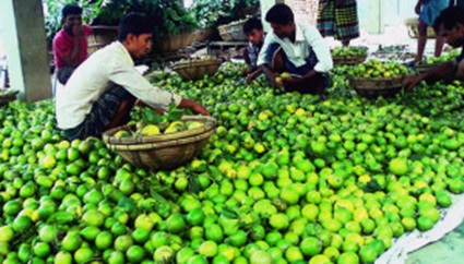 Lemon of Manikganj in the world market