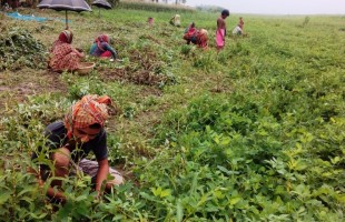 Peanut cultivation in new emerged lands