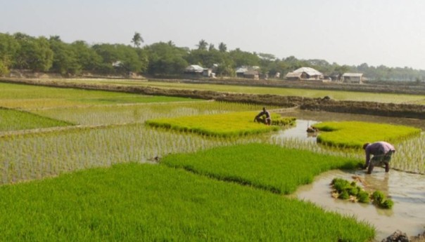 Excessive soil salinity forced farmers back to agriculture in coastal areas