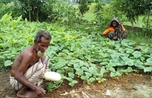 The green initiative of old couple in Haor area