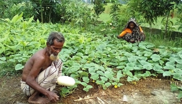 The green initiative of old couple in Haor area