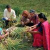 We produce vegetable throughout the year without using chemical fertilizers