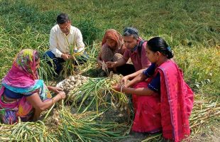 We produce vegetable throughout the year without using chemical fertilizers