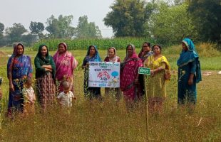 Field Day of Spice Research Plot Held in Manikganj