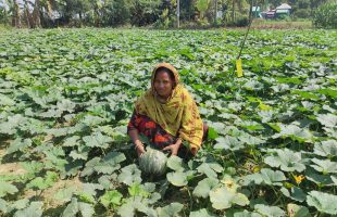Pumpkin cultivation brings hope to farmers in the sandy char lands