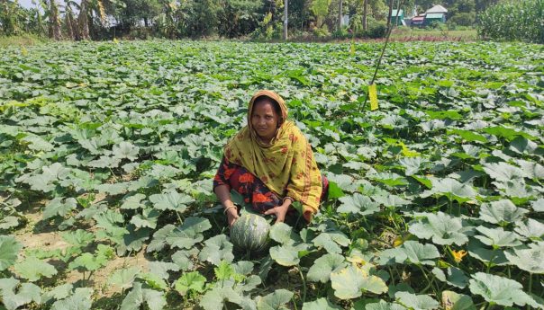 Pumpkin cultivation brings hope to farmers in the sandy char lands