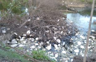 Action to Clean Up Pollution and Illegal Fishing Nets Demanded