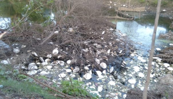 Action to Clean Up Pollution and Illegal Fishing Nets Demanded