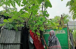 Green Hope in Hardship: Nilufa Begum’s Urban Farming Success in Rajshahi