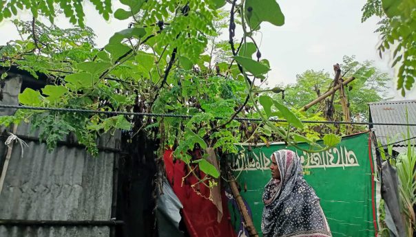 Green Hope in Hardship: Nilufa Begum’s Urban Farming Success in Rajshahi