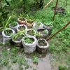 Women Take Eco-Friendly Action in Boro Gachhi Union