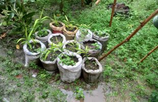 Women Take Eco-Friendly Action in Boro Gachhi Union