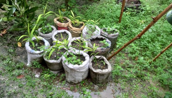 Women Take Eco-Friendly Action in Boro Gachhi Union