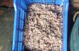 Green Coalition halted poisoned shrimp harvest and sale in Shyamnagar