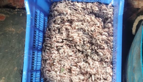 Green Coalition halted poisoned shrimp harvest and sale in Shyamnagar
