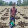 Cow manure used to improve soil health in char land