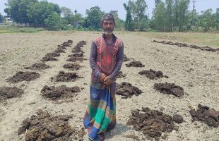 Cow manure used to improve soil health in char land