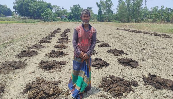 Cow manure used to improve soil health in char land