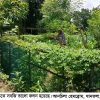 Constant rain in rainy season revives agriculture and aquatic life of Barind