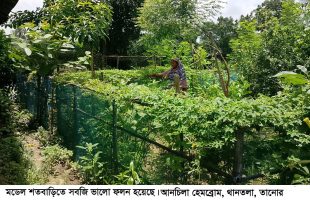 Constant rain in rainy season revives agriculture and aquatic life of Barind