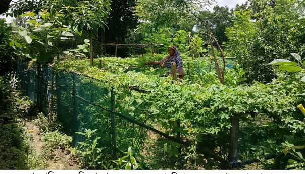 Constant rain in rainy season revives agriculture and aquatic life of Barind