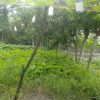 About the Agroecological practices of Purnima Rani