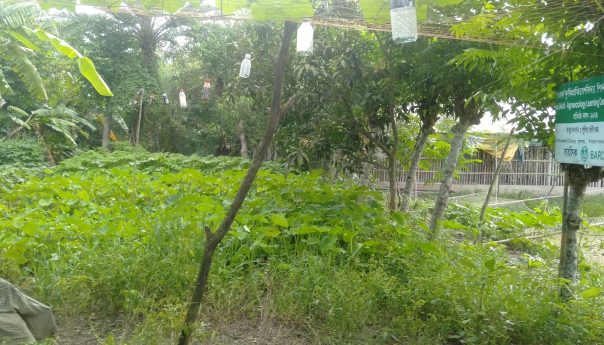 About the Agroecological practices of Purnima Rani