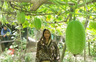 ‘Shotobari’ Farmers contribute to producing safe foods