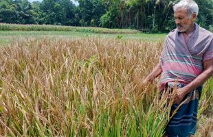Climate change empties Rice Grains