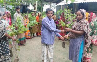 Fruit Tree Saplings Planted in Char Areas of Harirampur