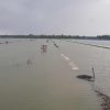 Farmers worried about Aman Rice and Vegetable Cultivation due to heavy rain