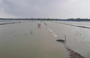 Farmers worried about Aman Rice and Vegetable Cultivation due to heavy rain