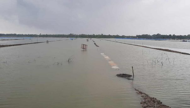 Farmers worried about Aman Rice and Vegetable Cultivation due to heavy rain