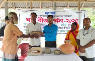 Native Aman Rice Seeds Distributed