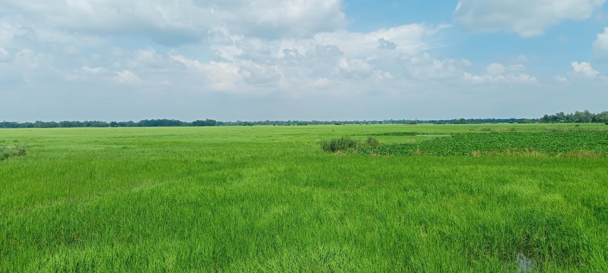 Deepwater Aman Rice: Where Nature and Life Thrive