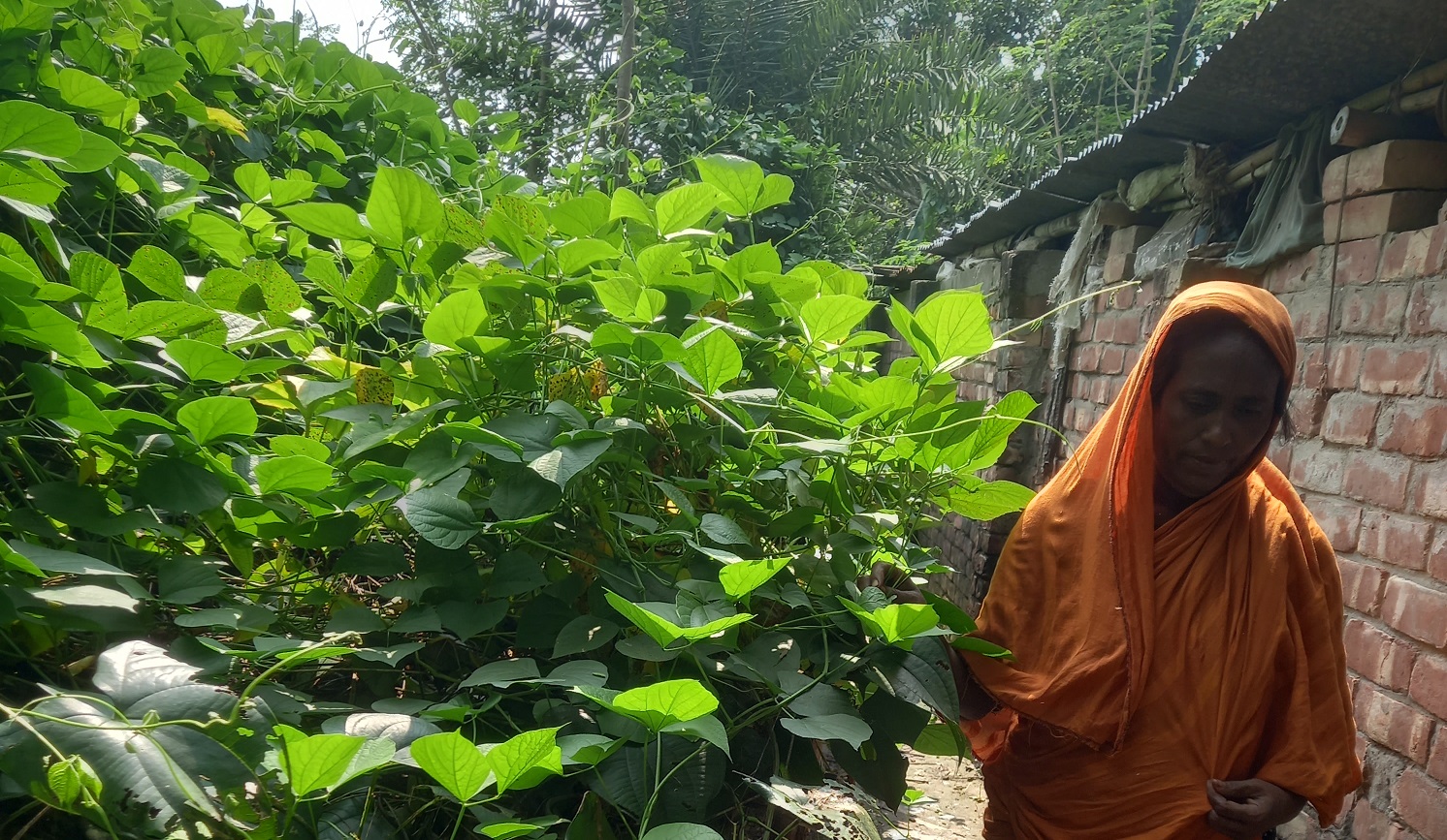 Champa Begum weaves a new life with grit and greens