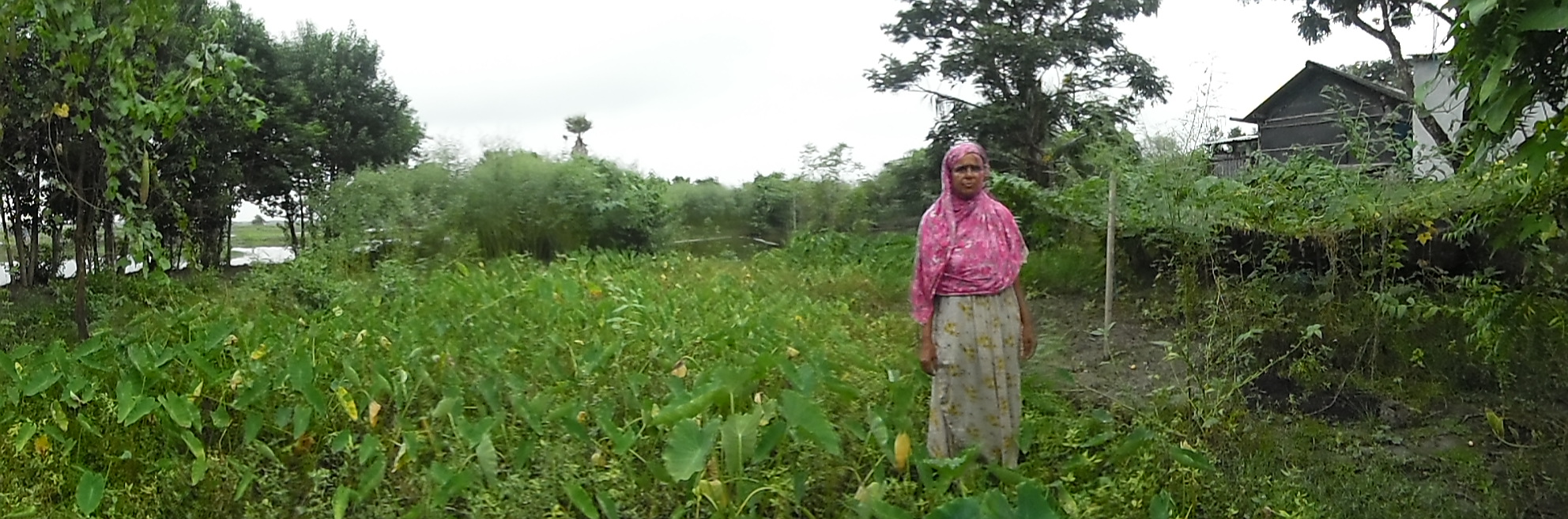 Building a “Nutrition Bank” on Saline Soil