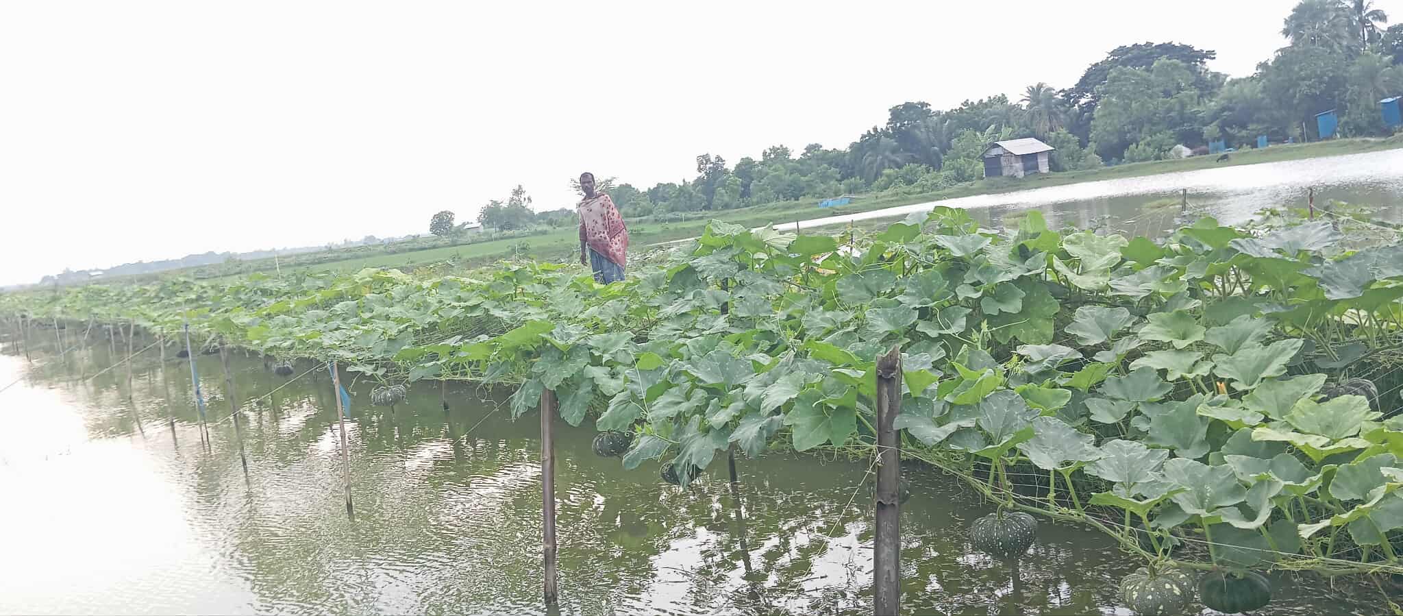 Farmers Profit from Vegetable Farming in Shrimp Ponds