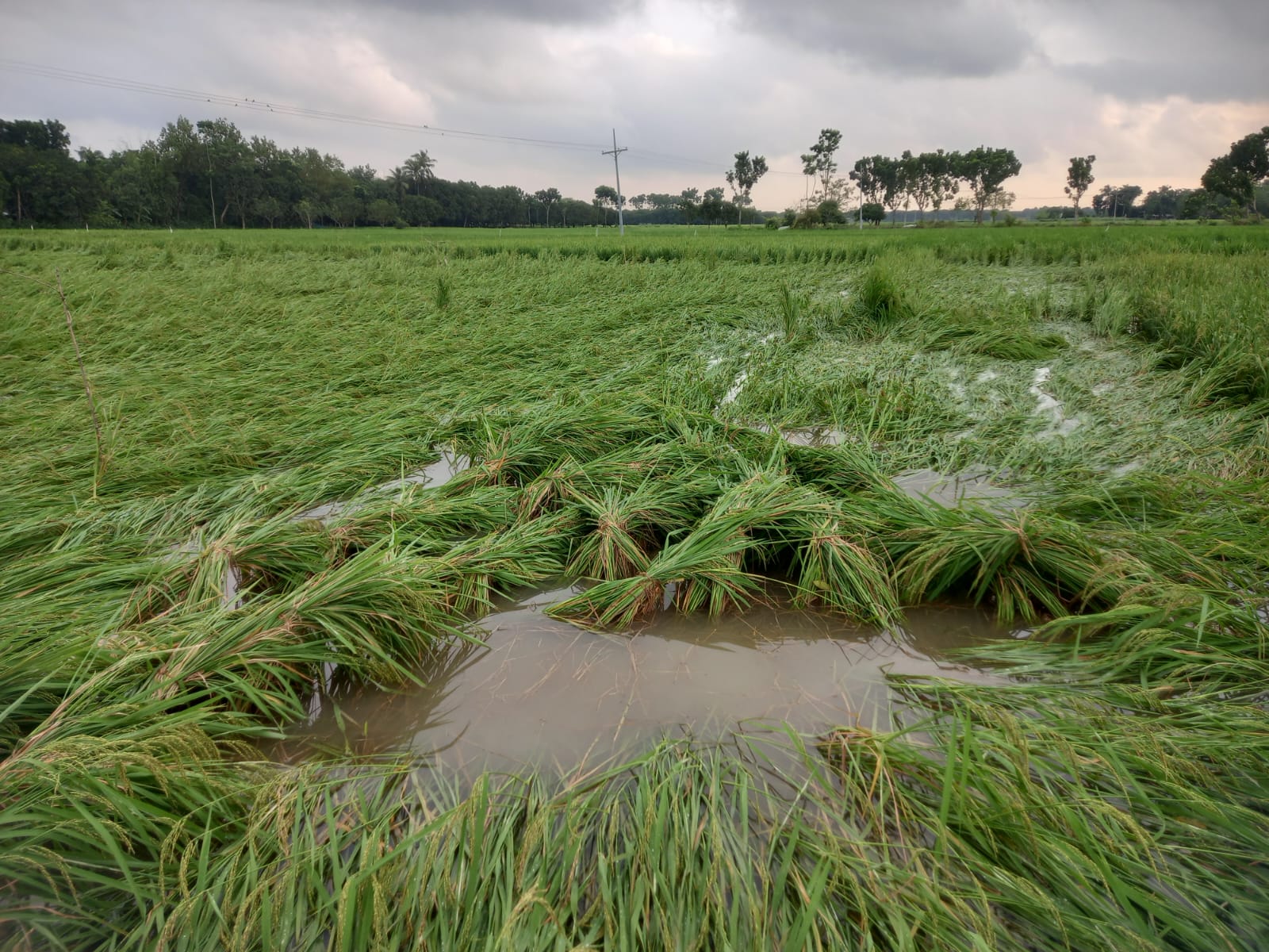 Untimely heavy rain shatters farmers’ hopes in Rajshahi