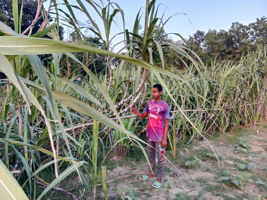 Young Farmer Succeeds in Sugarcane Cultivation