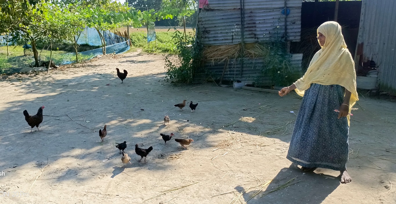 Hosna Akter’s Journey with rearing local varieties of Lauwa Chickens