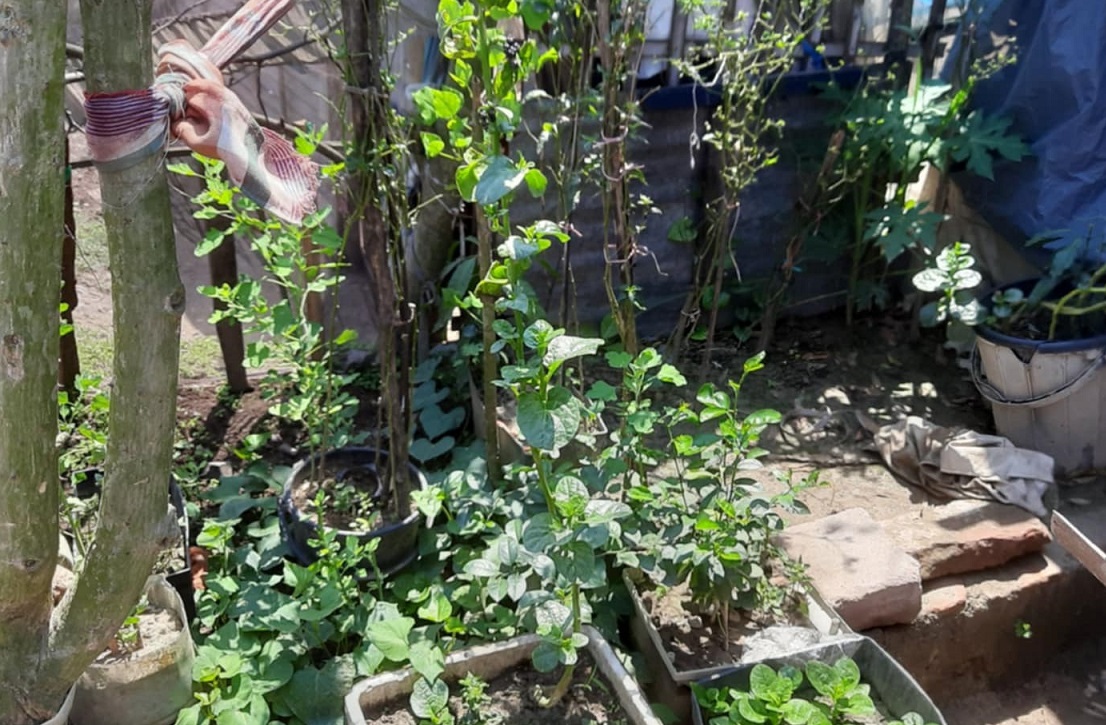 When plastic waste turns into green hope