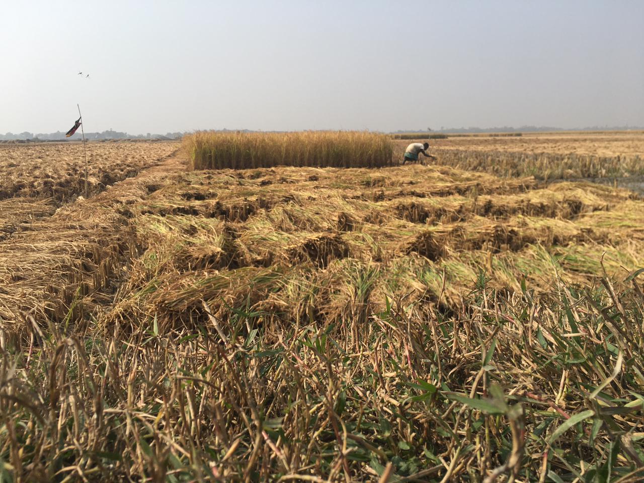 Kaikhali Farmers resume rice cultivation after ending shrimp farming