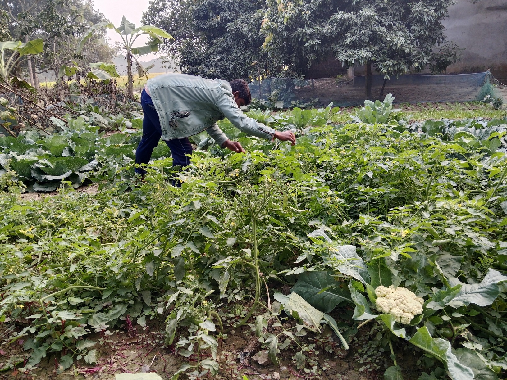 The Success Story of Young Farmer Anwar Hossain