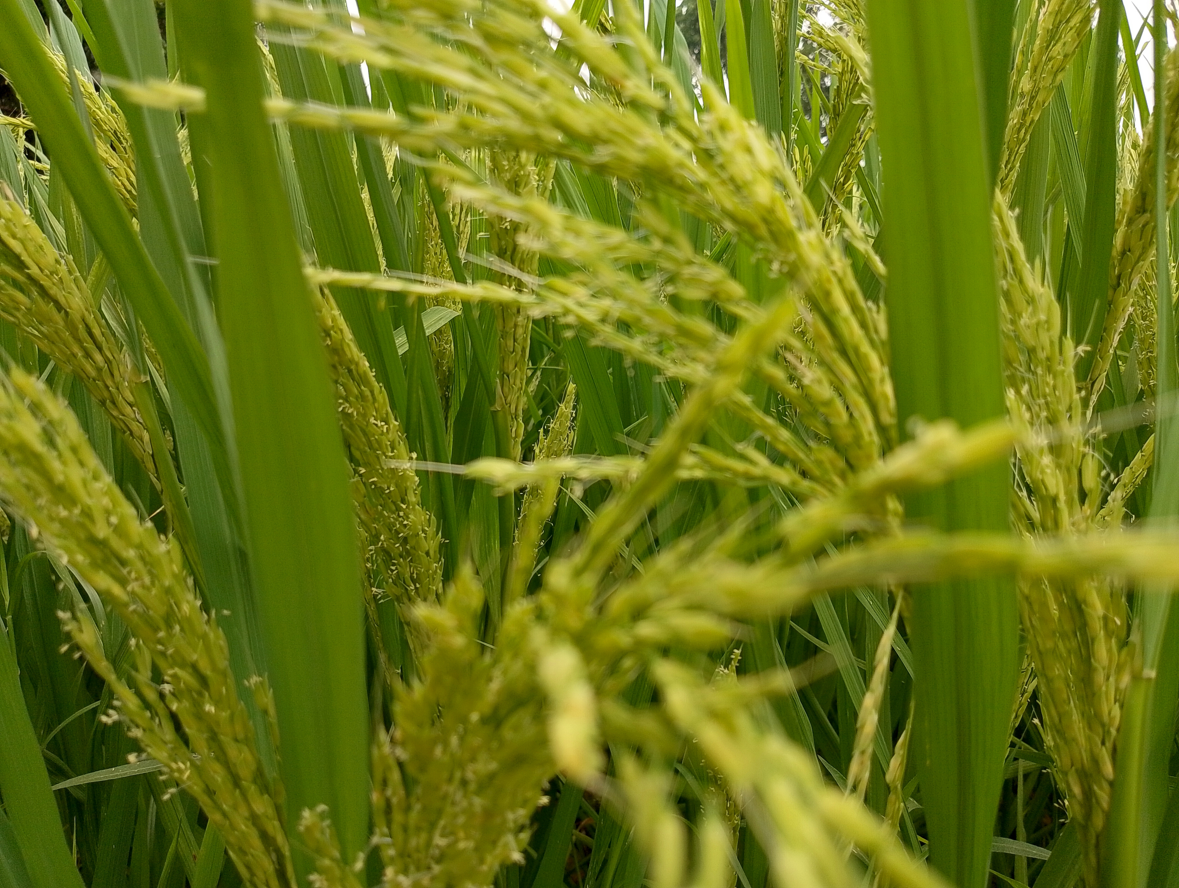 Gosai Rice brings smiles to farmers in Manikganj