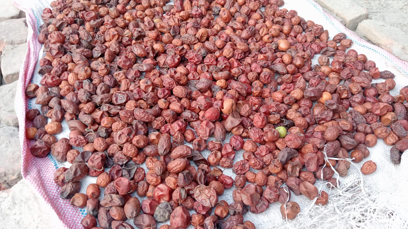 Jujube a Blend of Nutrition, Resilience, and Livelihood